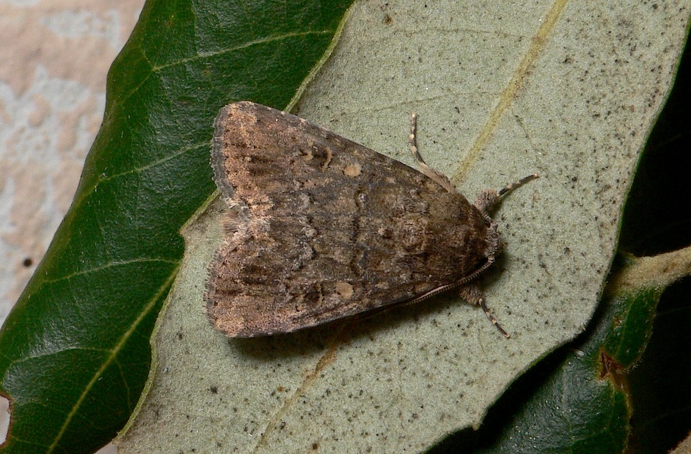 Id falena 53: Spodoptera cilium - Noctuidae